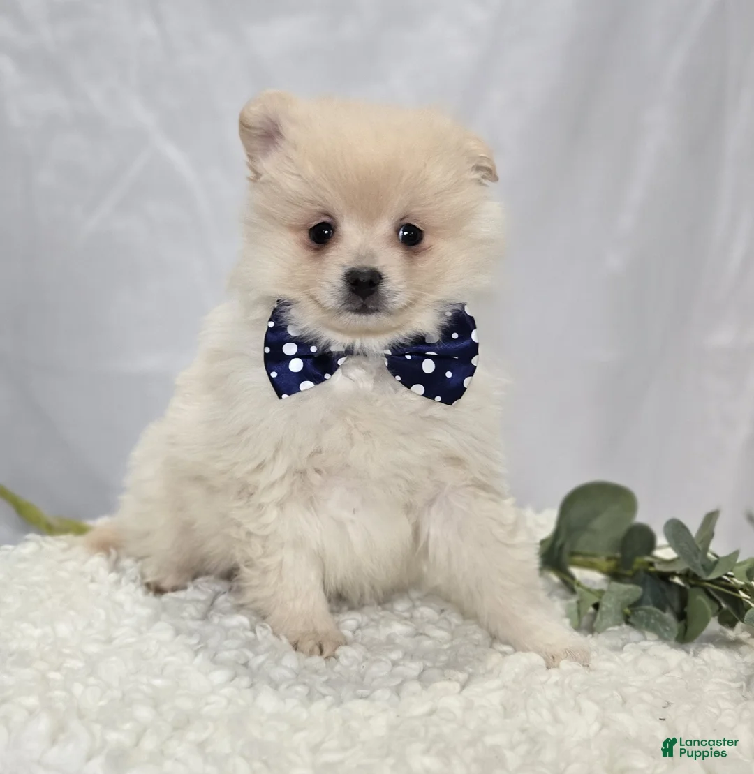 Pomeranian dogs for sale: Barney - Ad 1