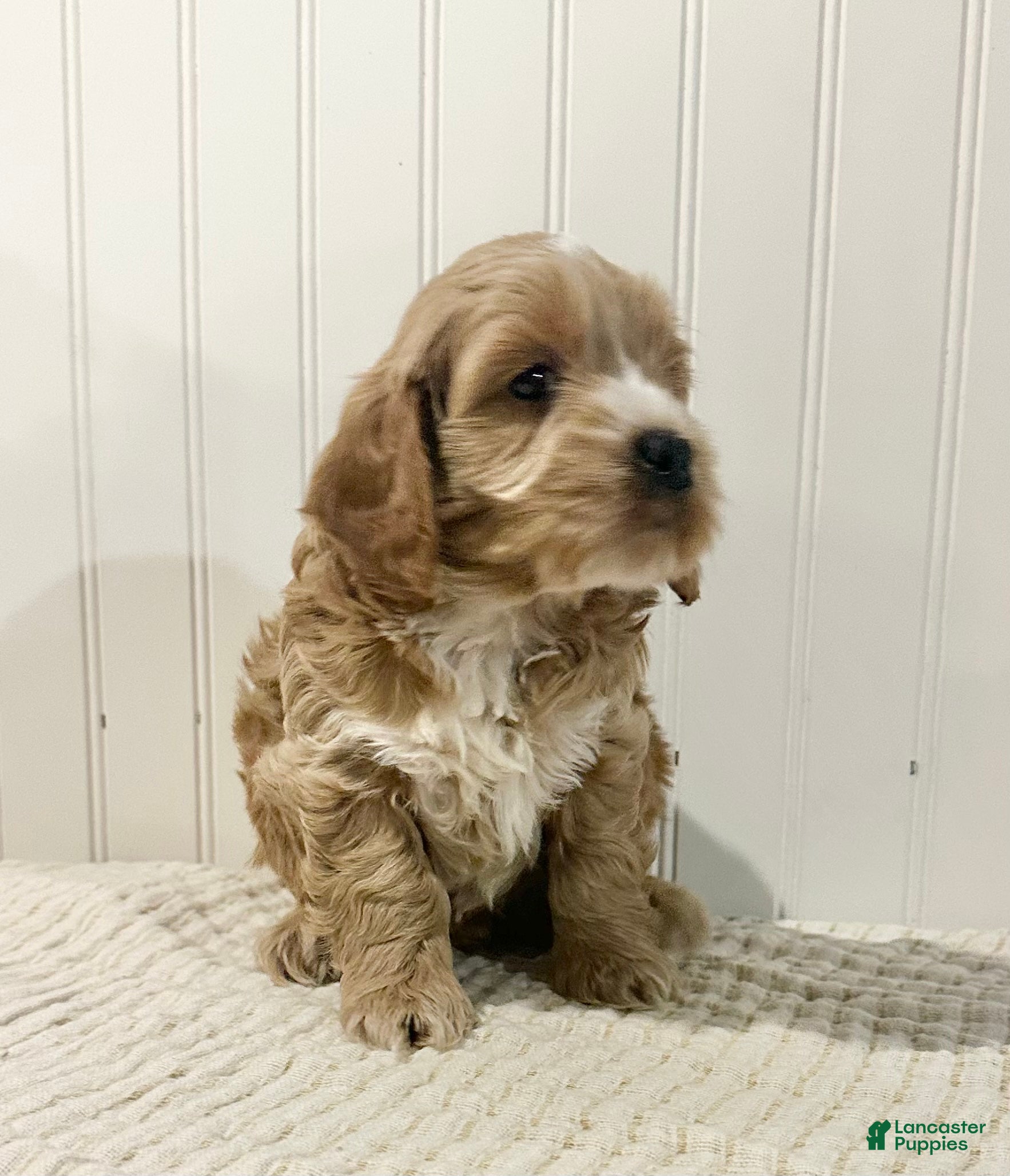 Cockapoo dogs Chip  - Ad 2