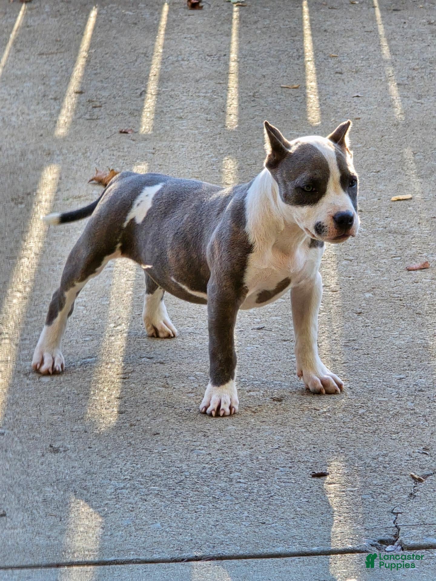 American Bully dogs for sale: 9x Kennels Marilyn Monroe  - Ad 10