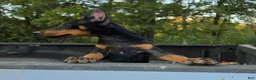 Doberman Pinscher dogs for sale: Azarel - Ad 5