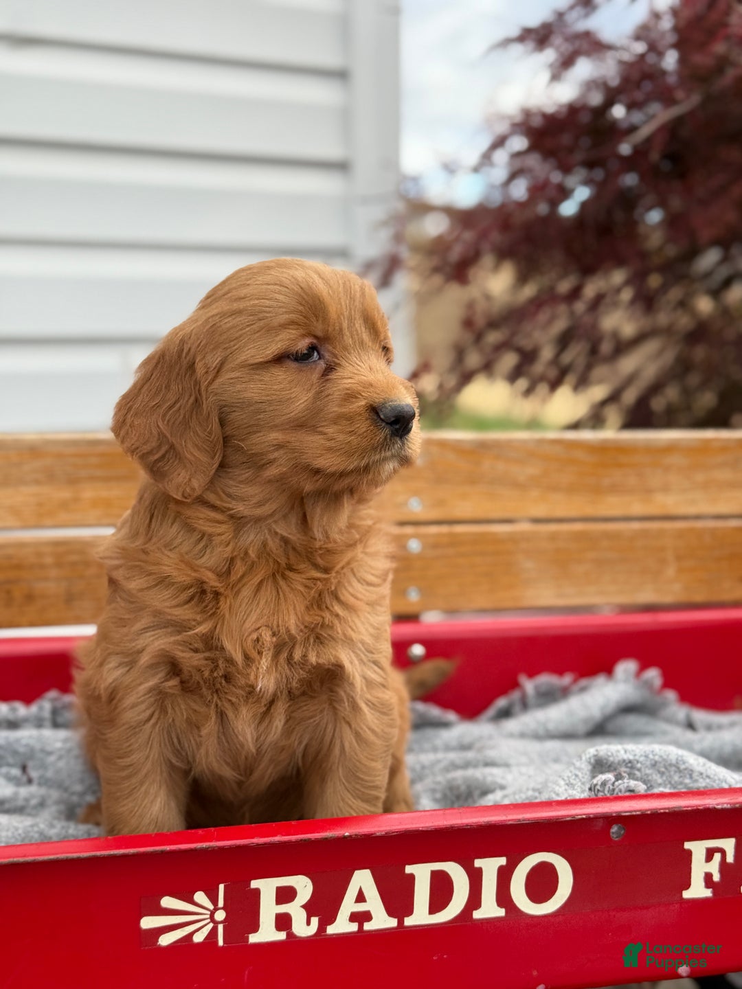 Goldendoodle dogs for sale: Bunnie - Ad 3