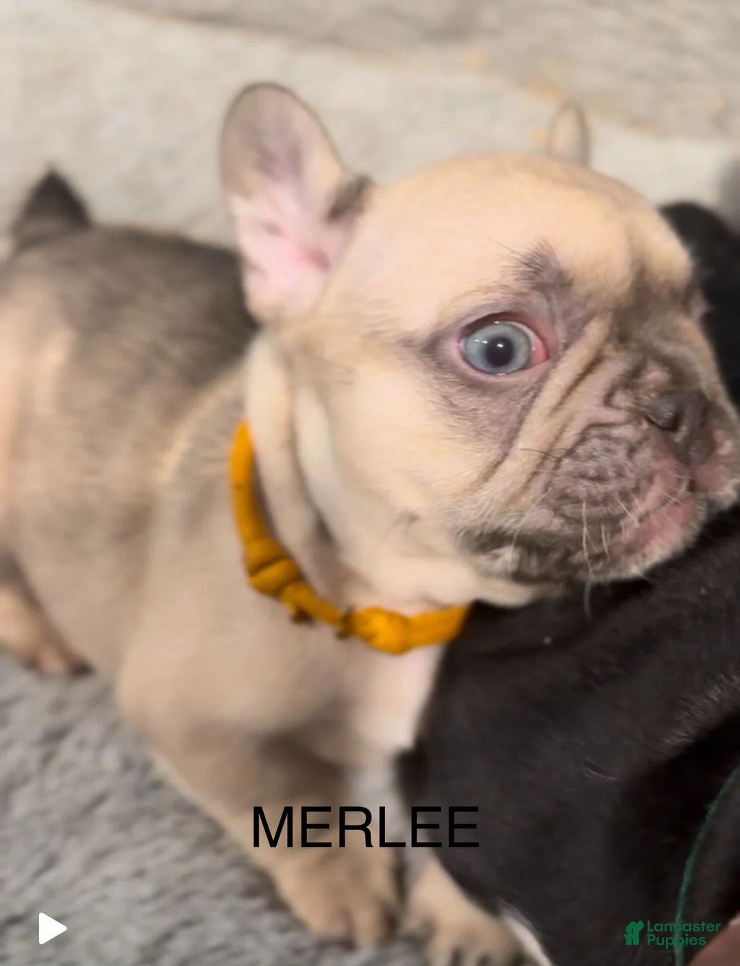 French Bulldog dogs for sale: Blessing - Ad 8