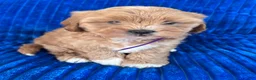 Shihpoo dogs for sale: POLLY - Ad 7