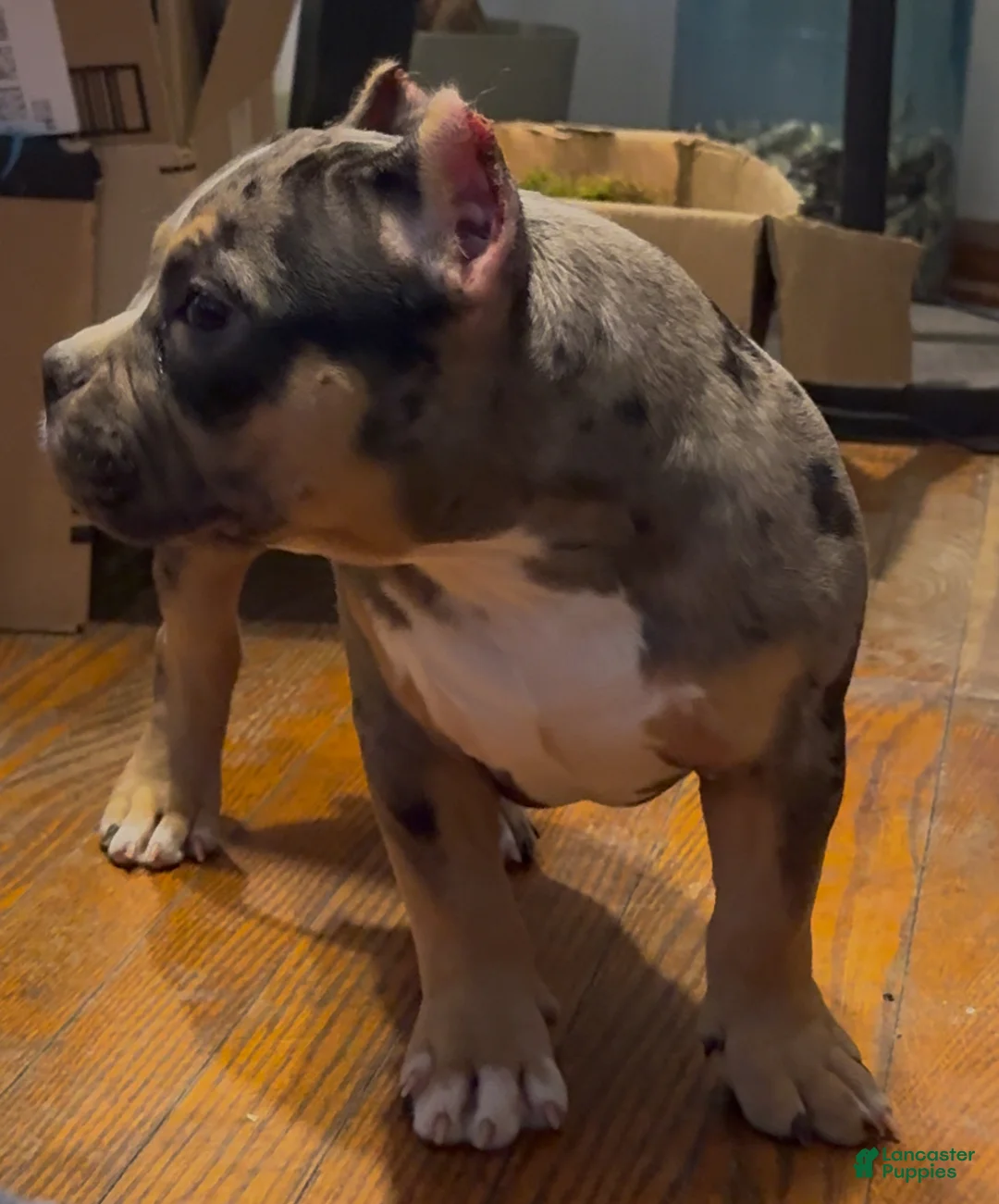 American Bully dogs for sale: American Bully Puppy 1 - Ad 13