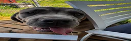 Cane Corso dogs for sale: Junior Vicenzo - Ad 7