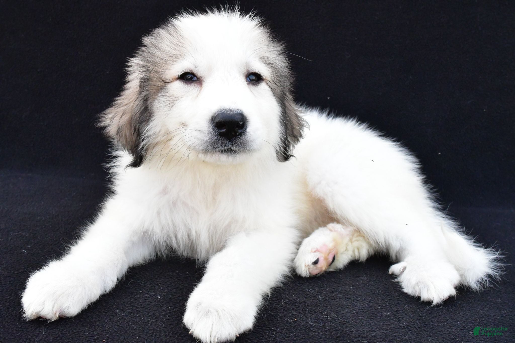 Great Pyrenees dogs Marnita - Ad 1