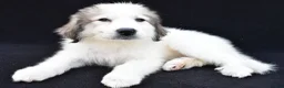 Great Pyrenees dogs for sale: Marnita - Ad 1