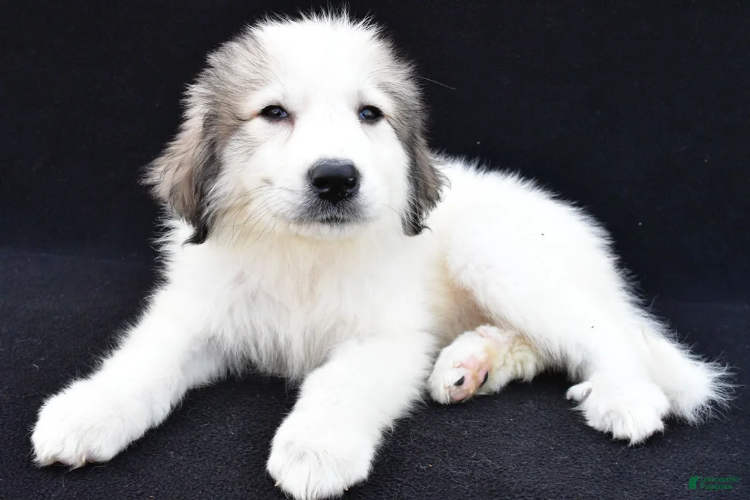 Great Pyrenees dogs for sale: Marnita - Ad 1