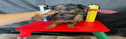 Miniature Poodle dogs for sale: Akc Clear genetics Blue Merle Phantom Boy 💙 - Ad 8