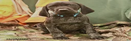German Shorthaired Pointer dogs for sale: Savannah - Ad 4