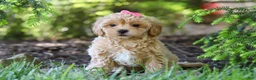 Maltipoo dogs for sale: Amelia - Ad 6