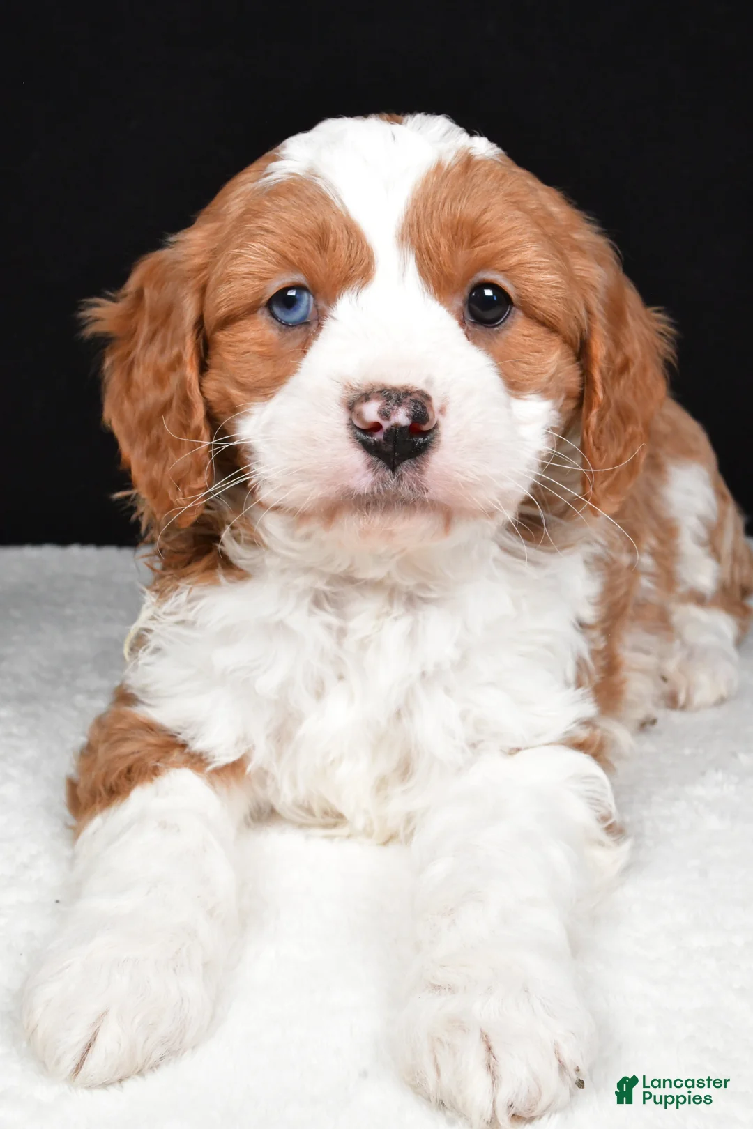 Mini Goldendoodle dogs for sale: Bennett - Ad 5