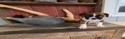 Boxer dogs for sale: Sarge - Ad 2