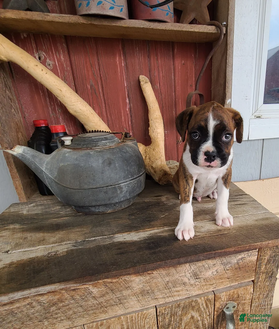Boxer dogs for sale: Sarge - Ad 2