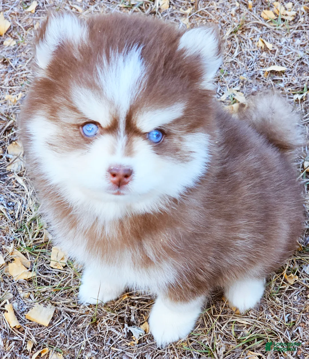Pomsky dogs for sale: Blaze toy size - Ad 4