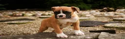 Boxer dogs for sale: Dirk - Ad 3