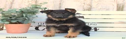 German Shepherd dogs for sale: Cookie - Ad 3