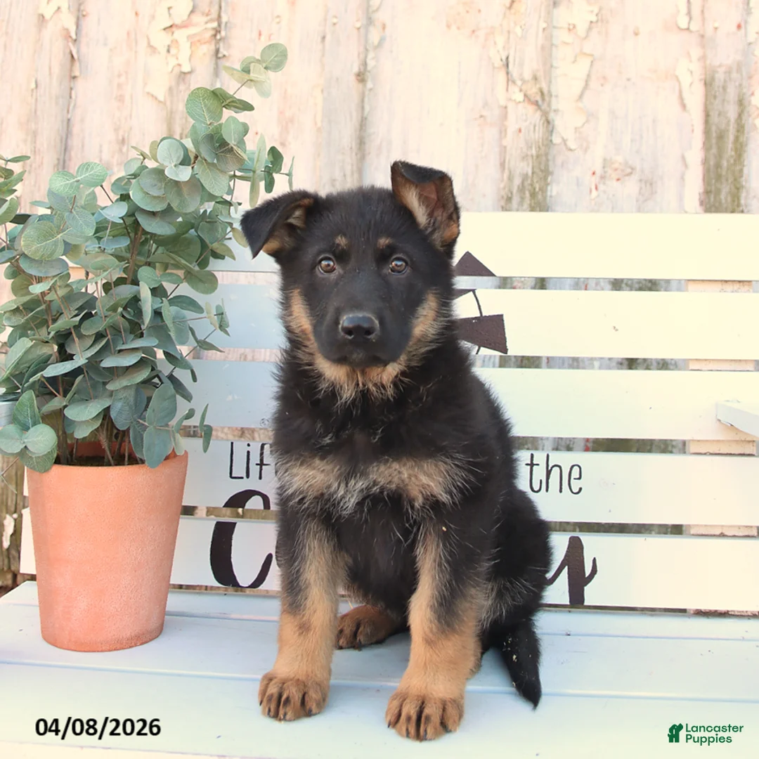 German Shepherd dogs for sale: Cookie - Ad 3
