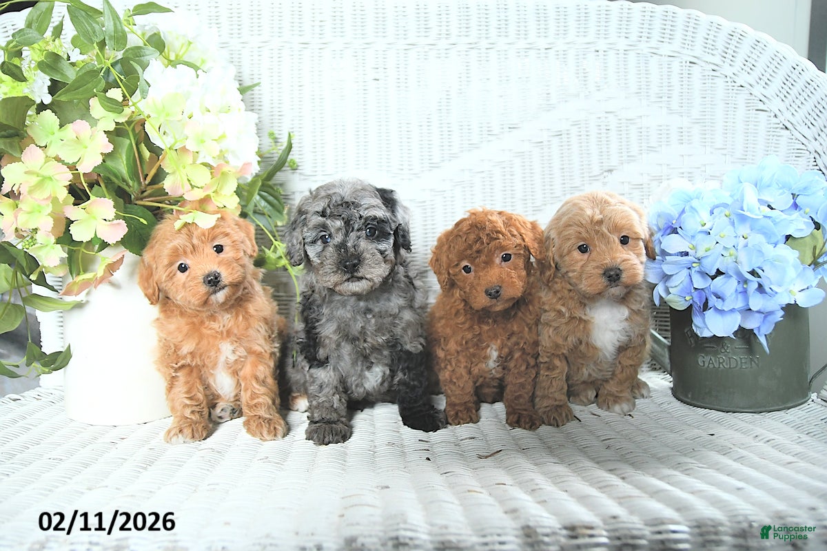 Mini Aussiedoodle dogs Max - Ad 2