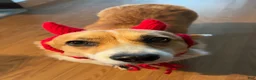 Welsh Corgi Pembroke dogs for sale: Ninny  - Ad 13