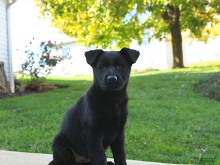 German Shepherd dogs - Ad 41