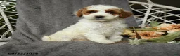 Goldendoodle dogs for sale: Gerldine - Ad 1