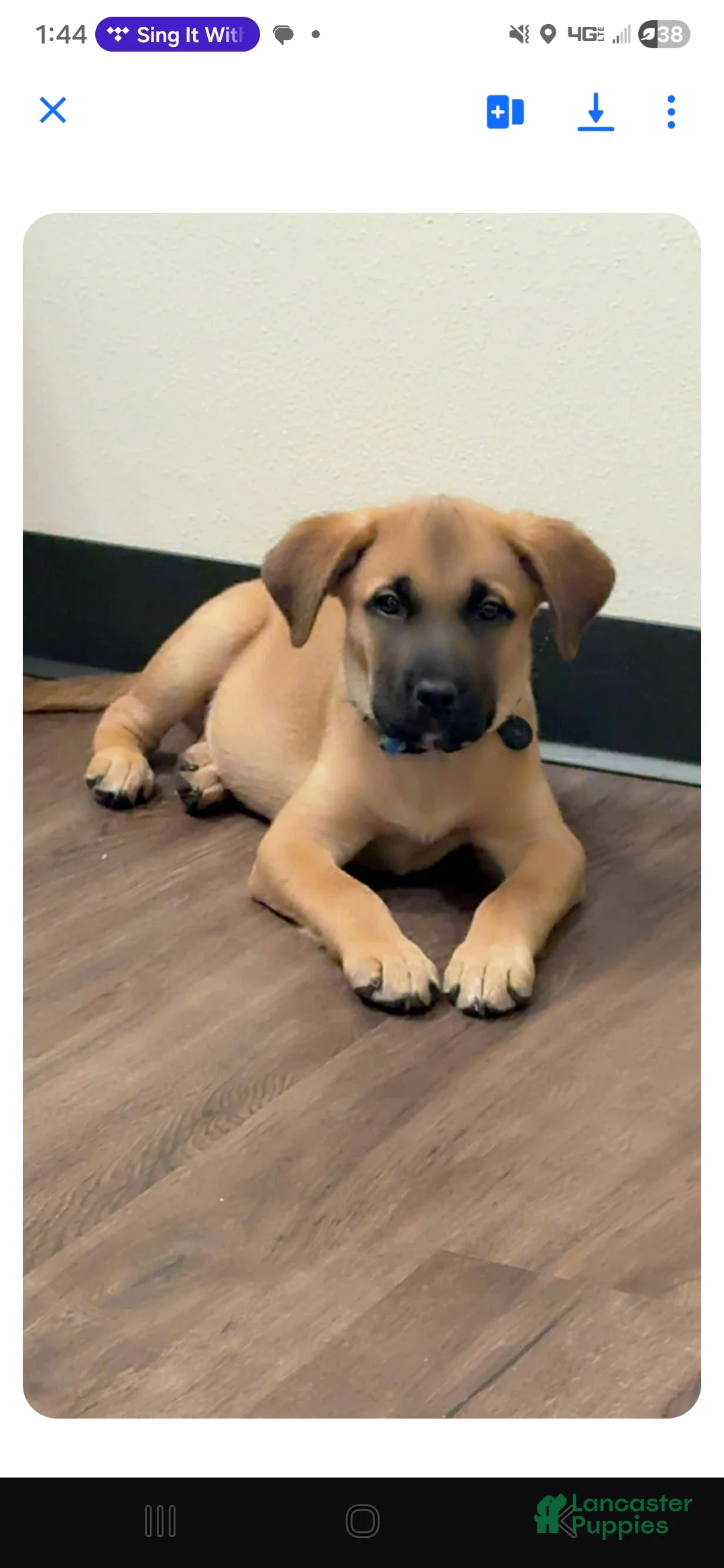 Rhodesian Ridgeback dogs for sale: Rhodesian Ridgeback Puppy 1 - Ad 1