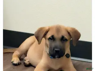 Rhodesian Ridgeback dogs Rhodesian Ridgeback Puppy 1 - Ad 1