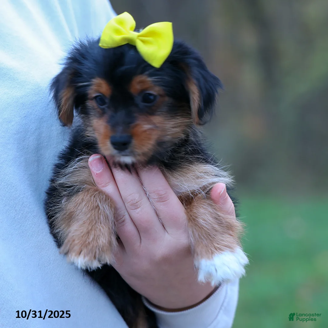 Yorkshire Terrier dogs for sale: Winston - Ad 9