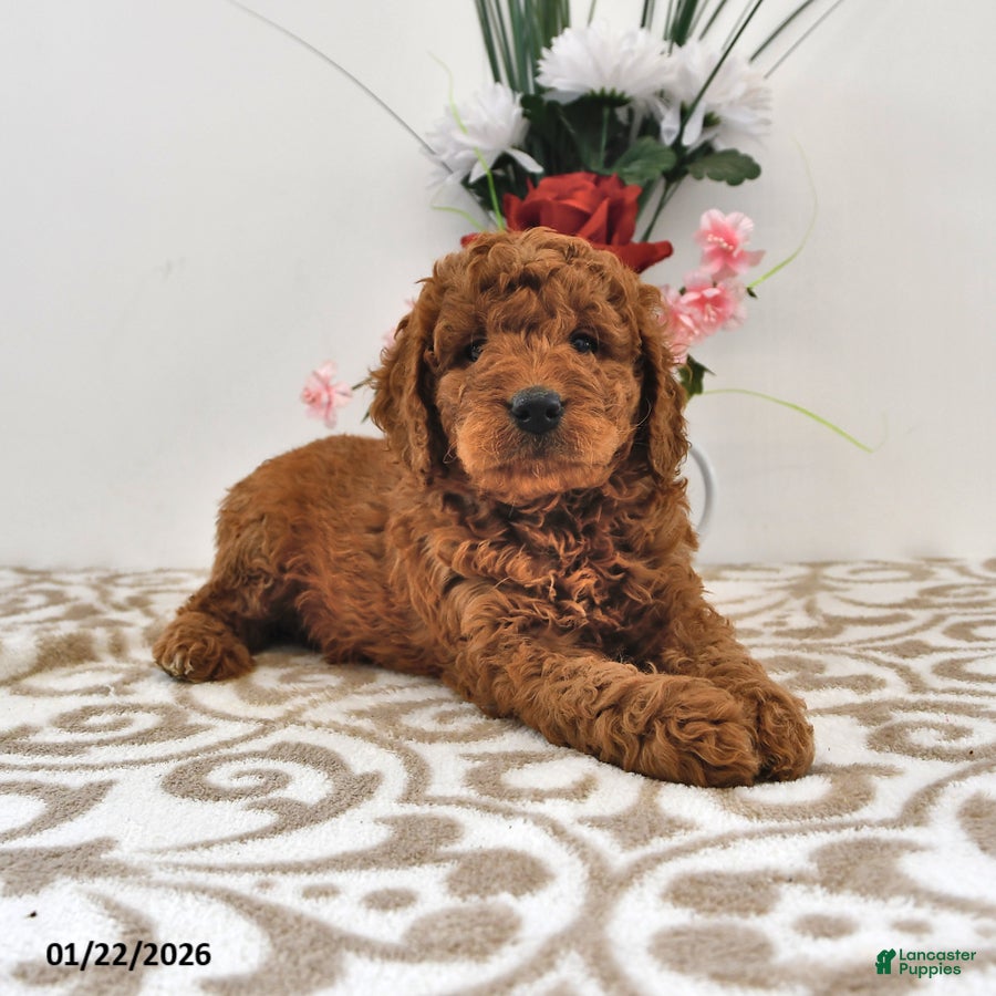 Mini Goldendoodle dogs Otis - Ad 31