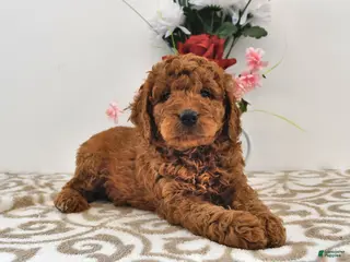 Mini Goldendoodle dogs Otis - Ad 31
