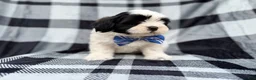 Shih Tzu dogs for sale: Simon - Ad 6