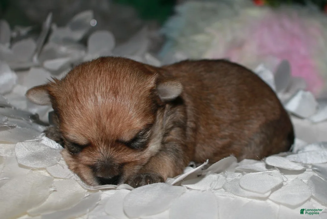 Morkie dogs for sale: Moses - Ad 7