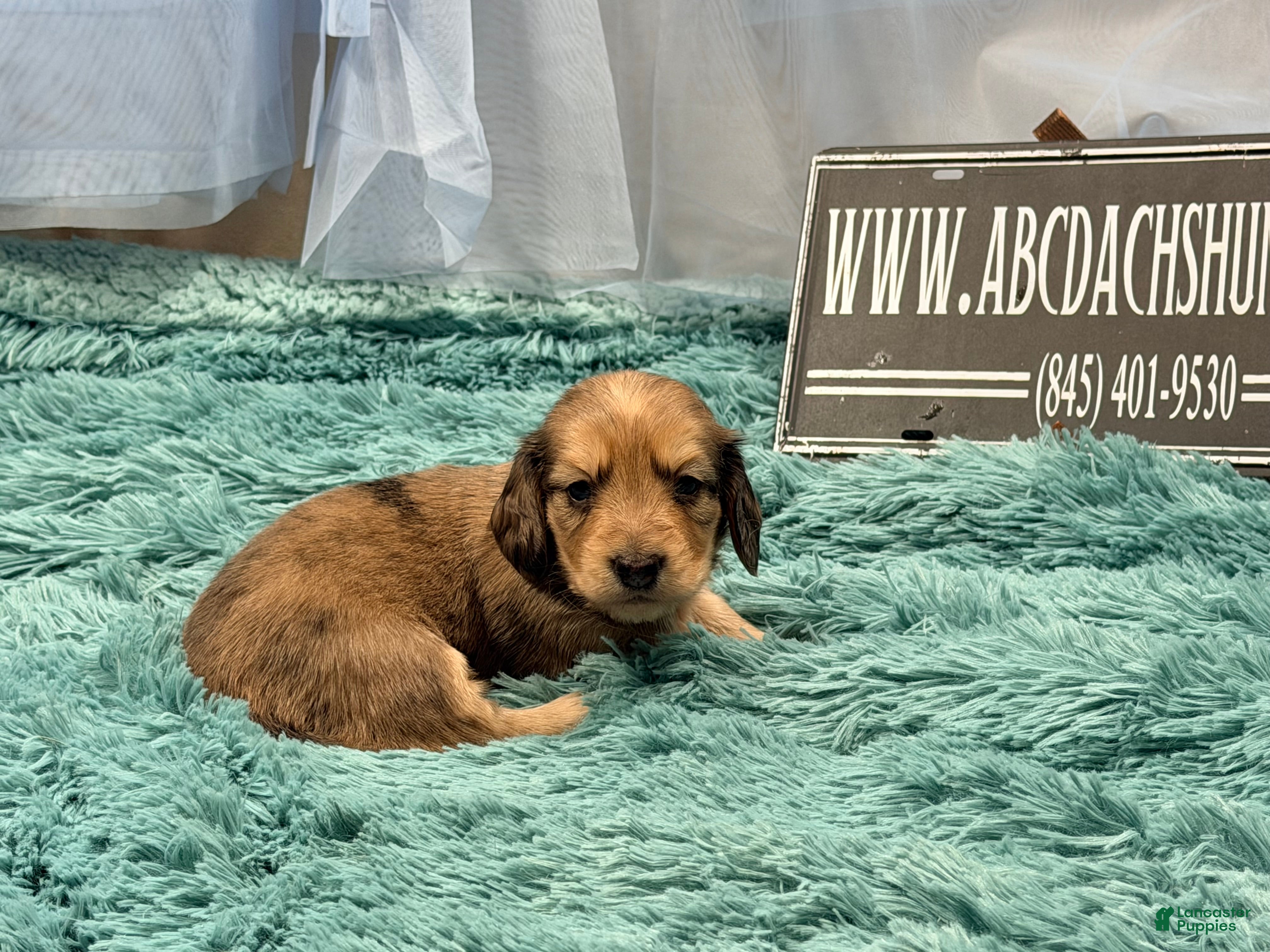 Miniature Dachshund dogs Uk Cream Dapple - Ad 42