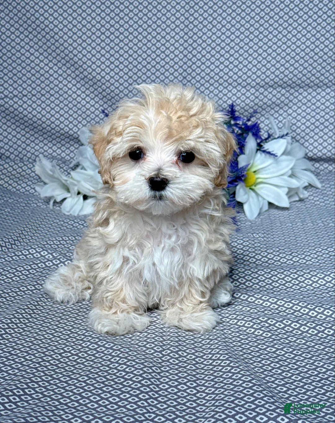 Maltipoo dogs for sale: Luna - Ad 1