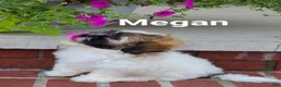 Teddy Bear dogs for sale: Megan  - Ad 4