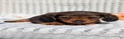 Miniature Dachshund dogs for sale: Rori - Ad 9