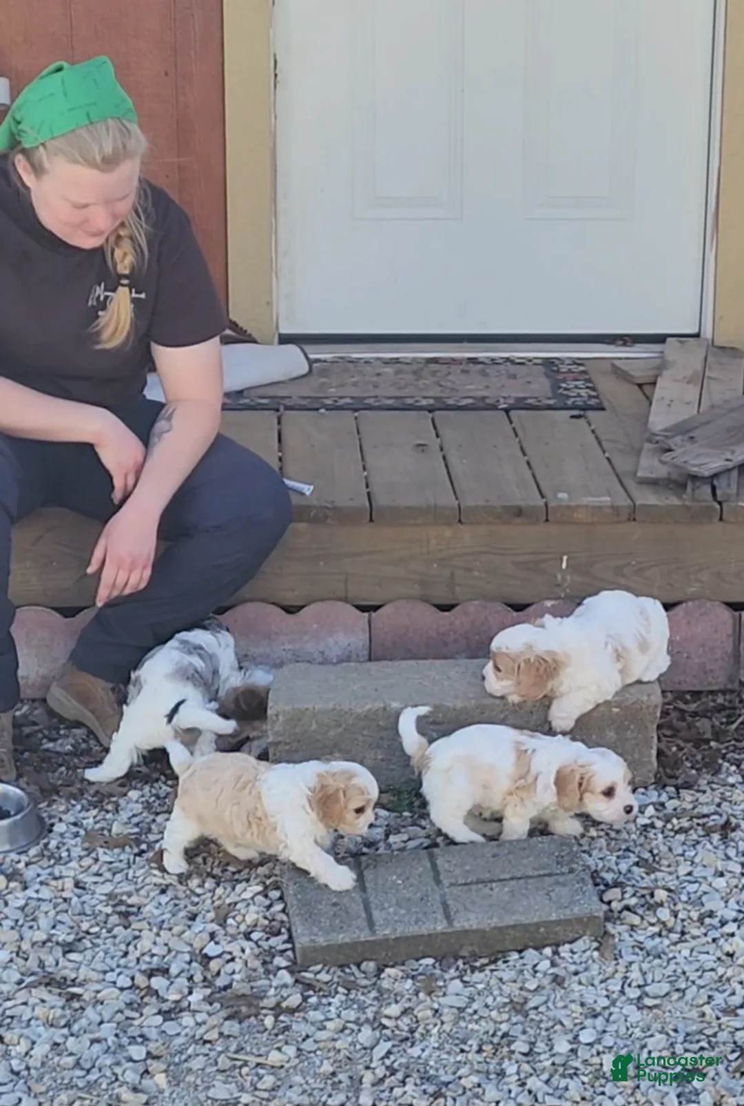 Cavapoo dogs for sale: Miniature Cavapoo girl 2 - Ad 18