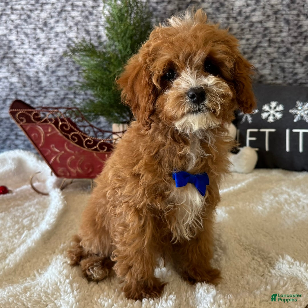 Cavapoo dogs for sale: Nicholas - Ad 1