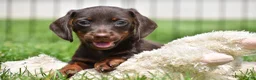 Miniature Dachshund dogs for sale: Bo - Ad 4