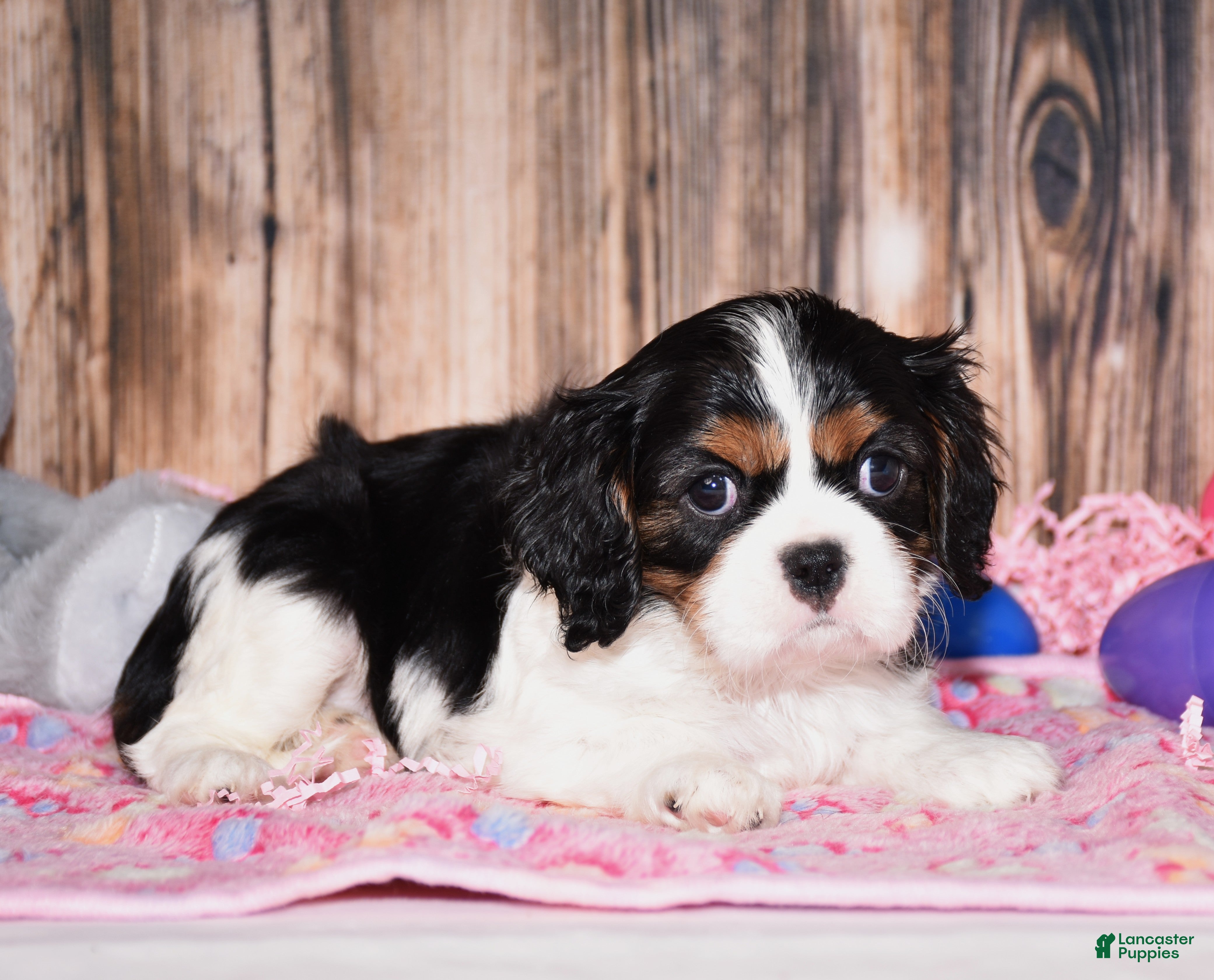 Cavalier King Charles Spaniel dogs Zana - Ad 1