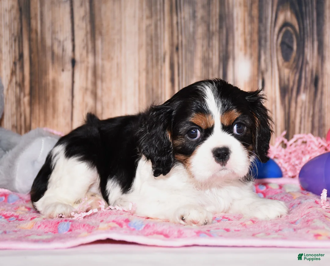 Cavalier King Charles Spaniel dogs for sale: Zana - Ad 1