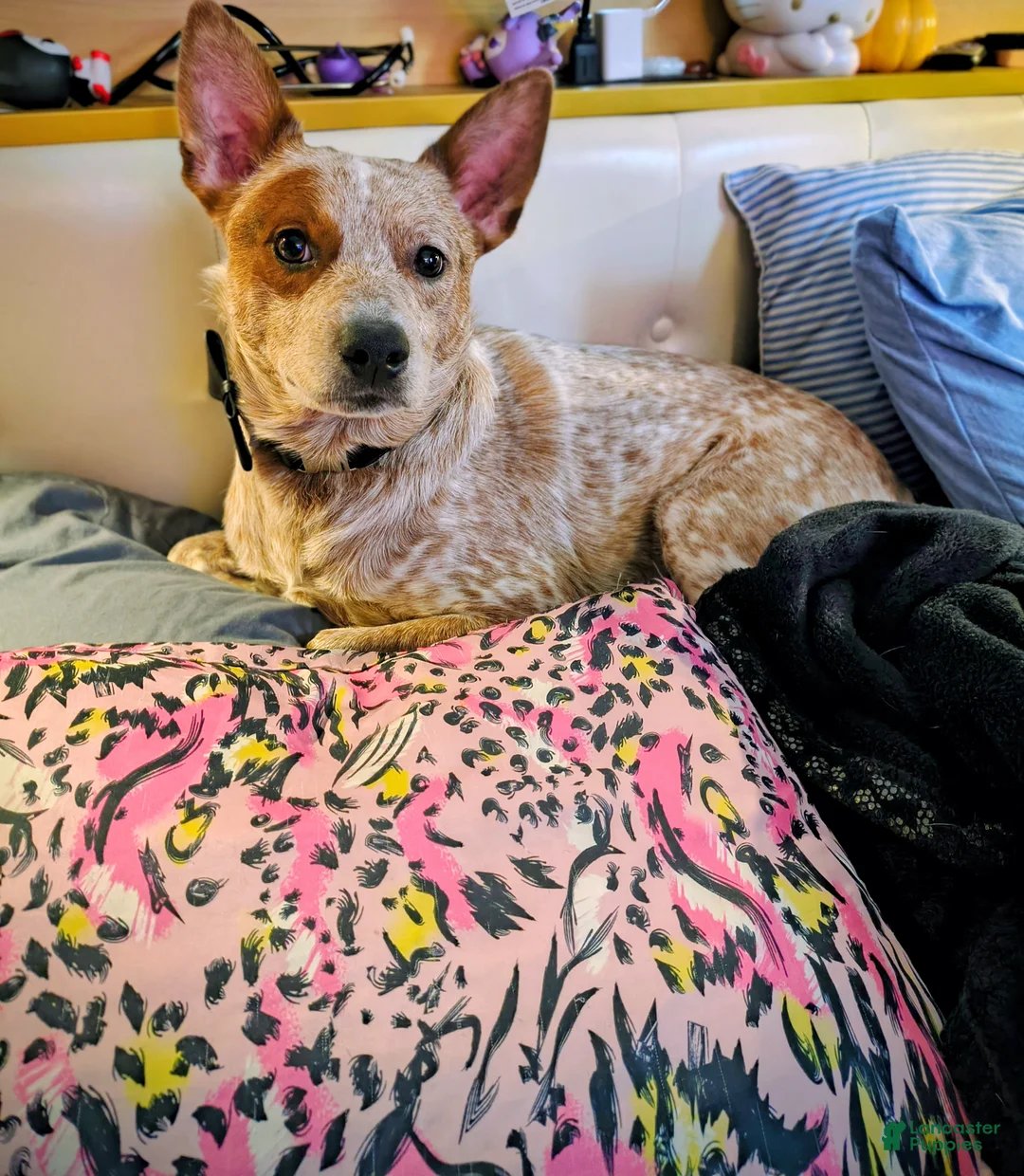 Australian Cattle Dog dogs for stud: STUD SERVICE $500 - Ad 6