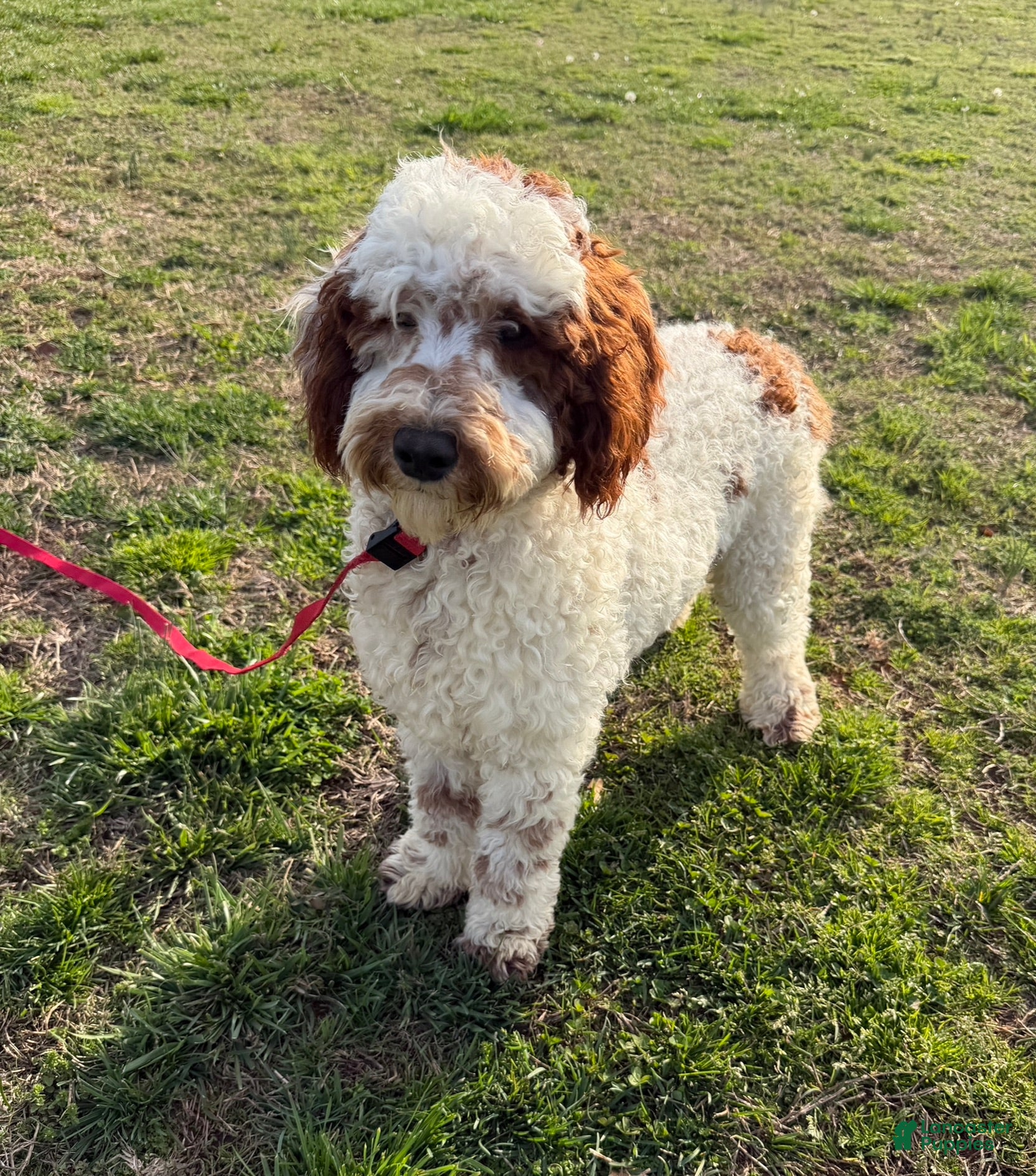 Mini Goldendoodle dogs Buster - Ad 20