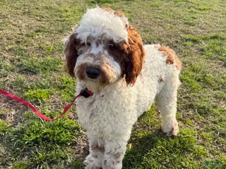 Mini Goldendoodle dogs Buster - Ad 20