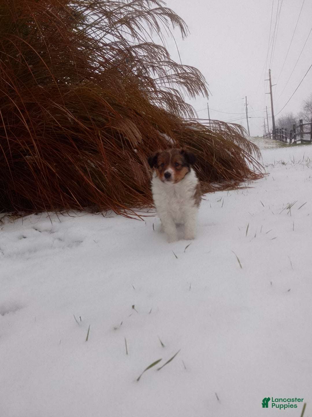 Shetland Sheepdog dogs for sale: Emma - Ad 4