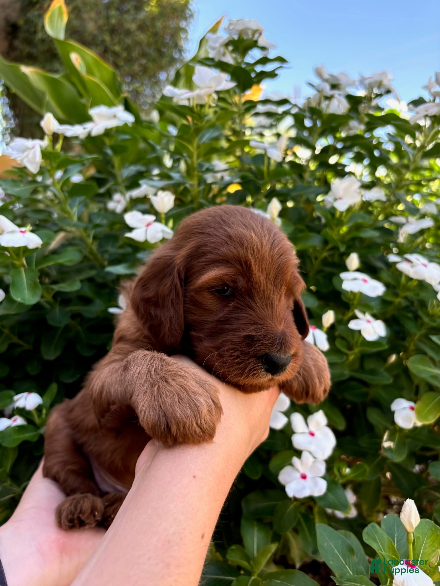 Irish Doodle dogs Irish Doodle Puppy- Triton - Ad 1