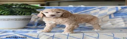 Standard Poodle dogs for sale: Patricia - Ad 5
