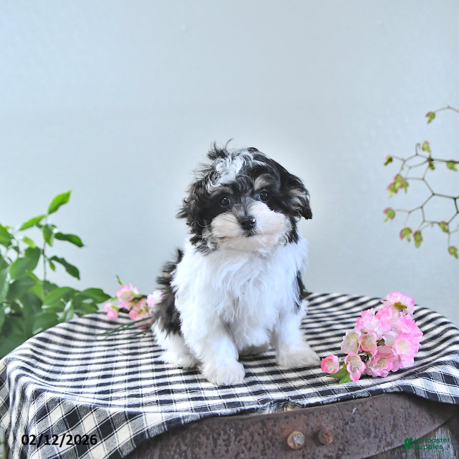 Havapoo dogs Enrik EXTRA SMALL - Ad 2