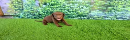 Labrador Retriever dogs for sale: Heidi - Ad 6